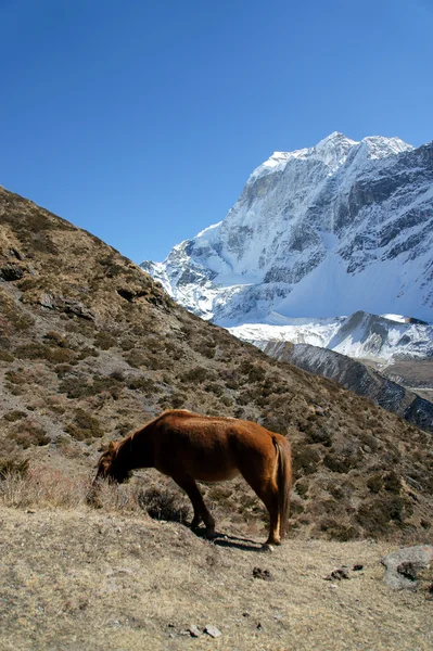 Cavalo pastando nas altas montanhas — Fotografia de Stock