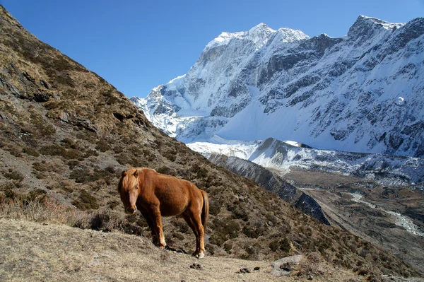 Cavalo pastando nas altas montanhas — Fotografia de Stock