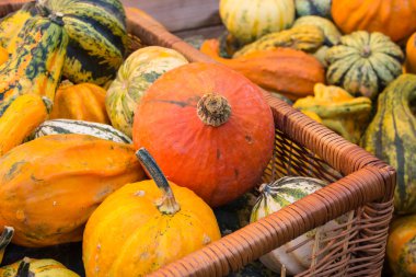çeşitli pumpkins ile dolu sepet