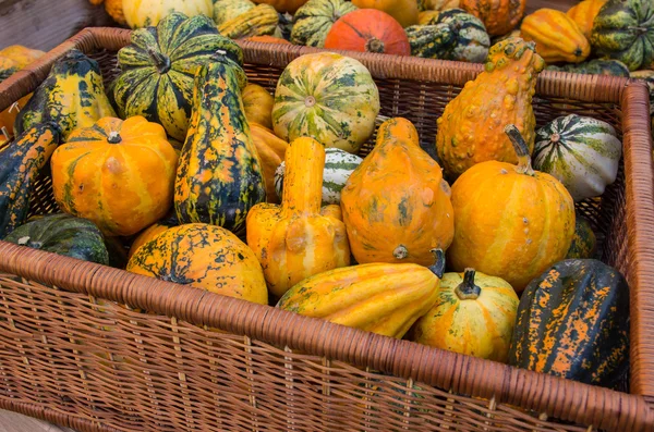 çeşitli pumpkins ile dolu sepet