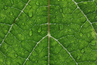 bir grapeleaf üzerinde waterdrops closeup