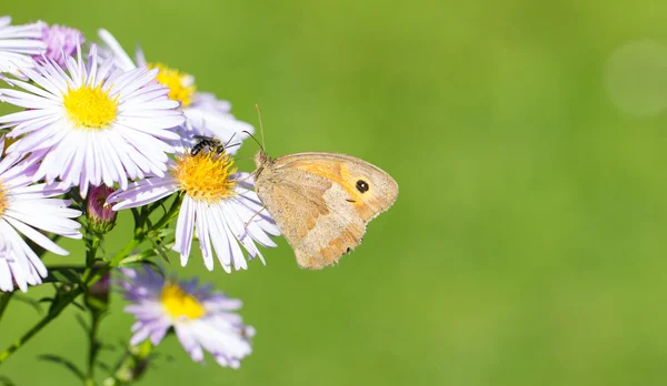 Dusky Meadow Brown Butterfly On Wild Chrysanthemum — Stock Photo, Image