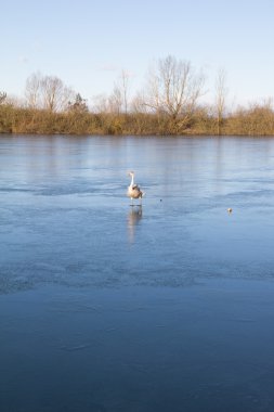 Buz pateni Kuğu Gölü Kings Köyü'nde