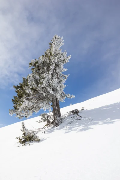 冬季景观在山 Dobratsch — 图库照片