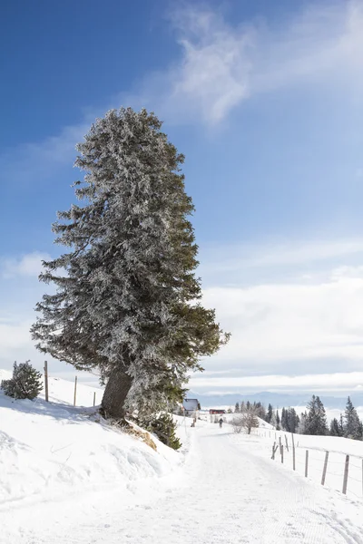 Зимовий пейзаж у регіоні Добрач Mt. — стокове фото