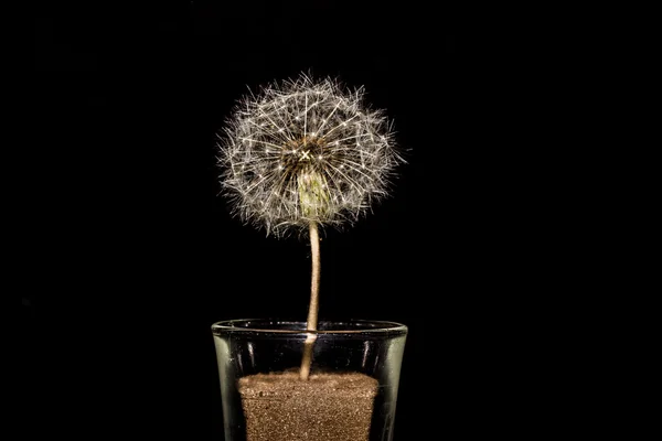 Close-Up Of Dandelion Clock In Glass On Black Background — Stock Photo, Image