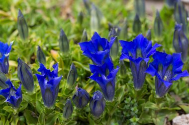 Gentians