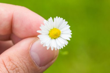 Papatya yeşil arka plana sahip parmak makro arasında