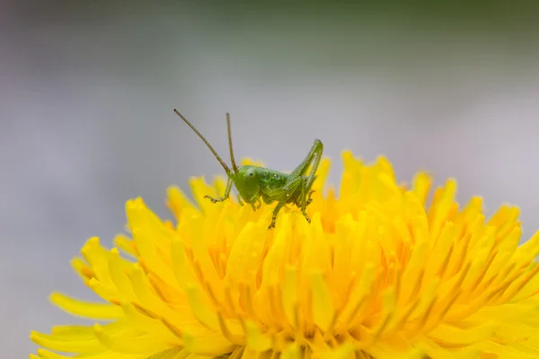 Grasshopper em Dandelion Closeup — Fotografia de Stock