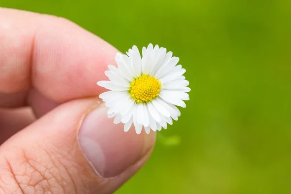 Daisy ujjak makró zöld háttér között — Stock Fotó