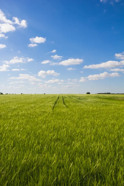 Beautiful Landscape Green Corn Field With Blue Cloudy Sky — Stock Photo, Image