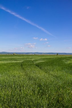 Güzel manzara yeşil Mısır alan mavi bulutlu gökyüzü ile