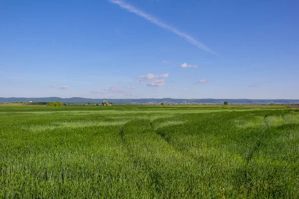 Güzel manzara yeşil Mısır alan mavi bulutlu gökyüzü ile