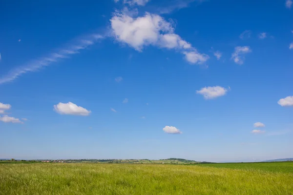 Beautiful Landscape Green Corn Field With Blue Cloudy Sky — Stock Photo, Image