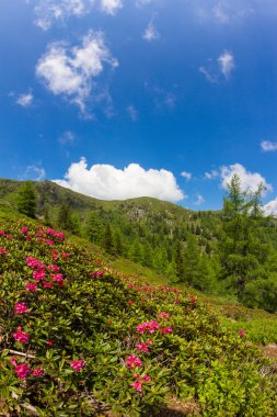 Alpine Rose Mt. Mirnock Tarih