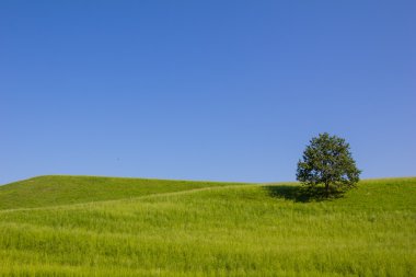 Single Tree Green Field Blue Sky