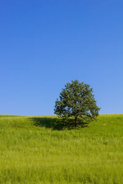 Single Tree Green Field Blue Sky Stock Image