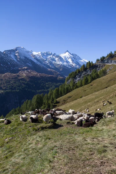 Manada de ovejas frente a Grossglockner montaña más alta de Austria 3.798m — Foto de Stock