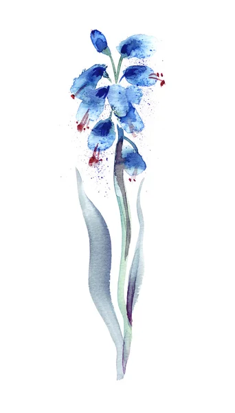 Akvarel ilustrace Muscari Flower — Stock fotografie