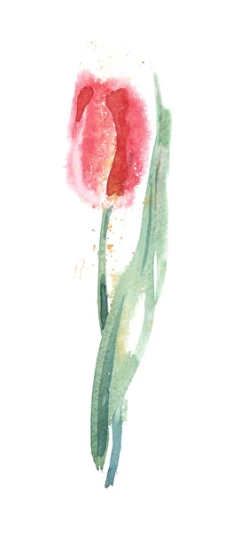 Watercolor Illustration of Red Tulip — Stock Photo, Image