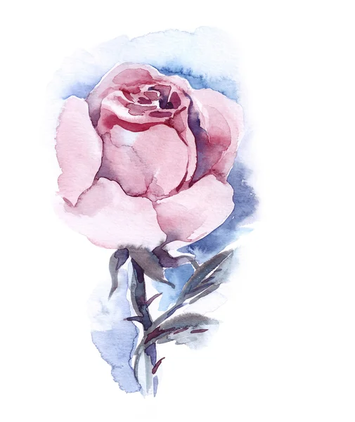 Watercolor Illustration of  a Pink Rose — Stock Photo, Image