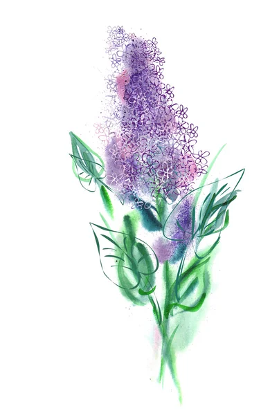 Illustration of Lilac Flowers — Stock Photo, Image