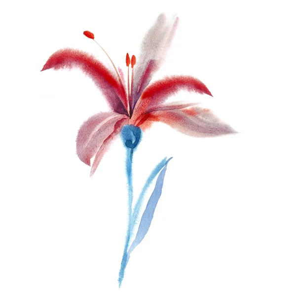 Watercolor Red Lily — Stock Photo, Image
