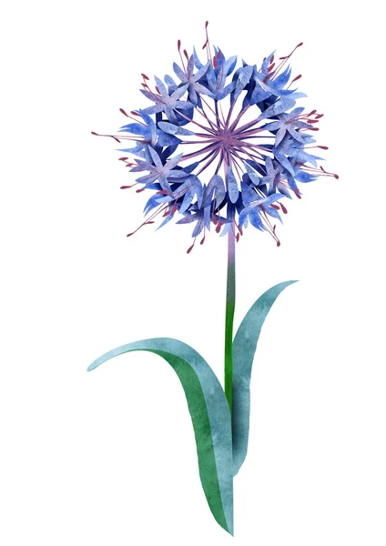 Watercolor Agapanthus Flower — Stock Photo, Image