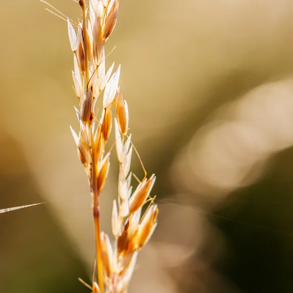 Grass on Blurred Background — Stock Photo, Image