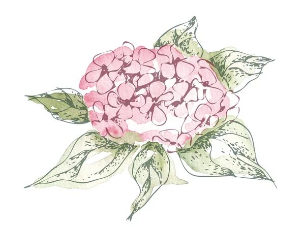 Watercolor Illustration of Hortensia — Stock Photo, Image