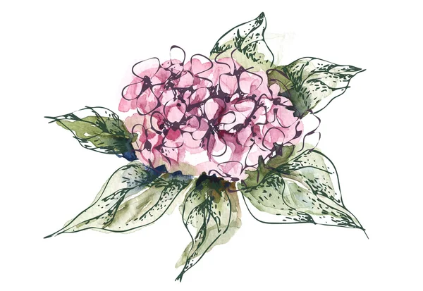 Akvarell Illustration av Hortensia — Stockfoto