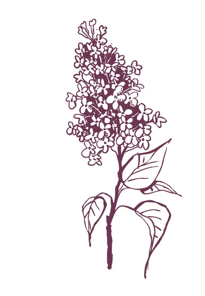 Ilustração de Lilac Twig — Fotografia de Stock