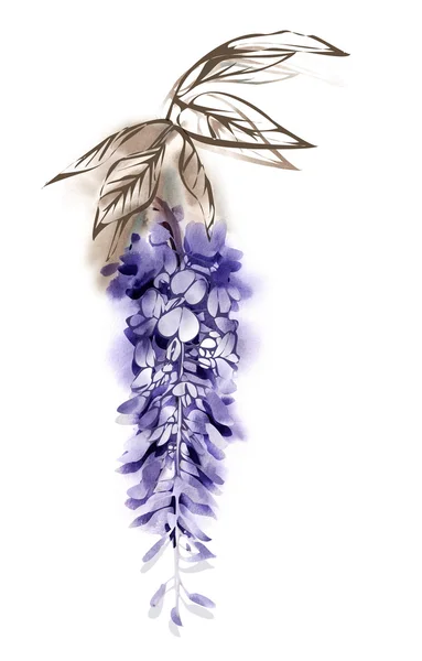 Watercolor Illustration of Wisteria Flower — Stock Photo, Image