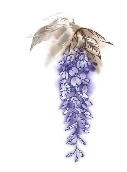 Ilustração aquarela da flor de Wisteria — Fotografia de Stock