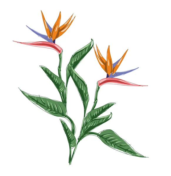 Illustratie van Strelitzia bloemen — Stockfoto