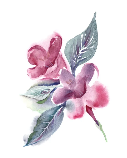 Pembe çiçeklerin suluboya çizimi — Stok fotoğraf