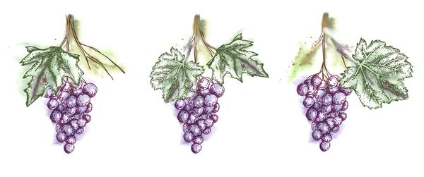Watercolor Illustration of Grape — Stock Photo, Image