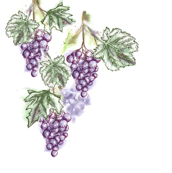 Akwarela ilustracja winogron — Zdjęcie stockowe
