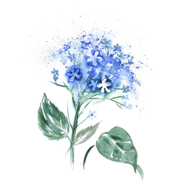 Akvarell Hortensia blomma. — Stockfoto