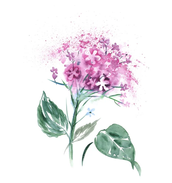 Watercolor Hortensia Flower. — Stock Photo, Image