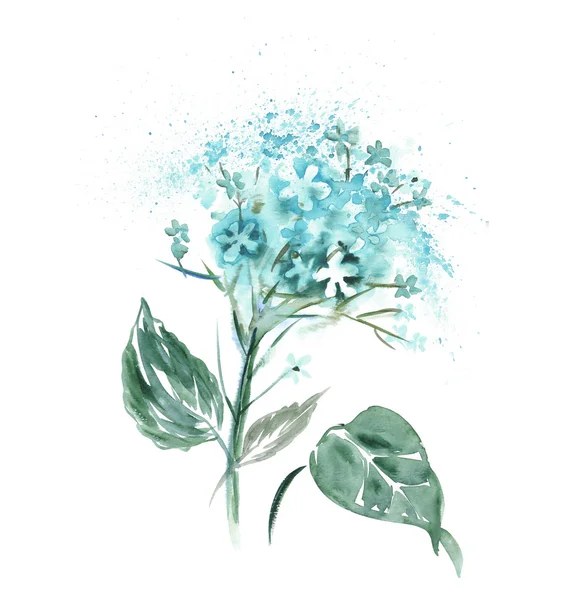 Watercolor Hortensia Flower. — Stock Photo, Image