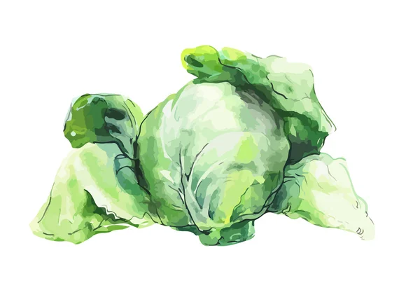 Cabbage — Stock Vector