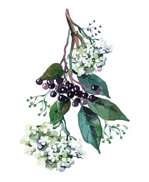 Elderberry Vector Art Stock Images Depositphotos