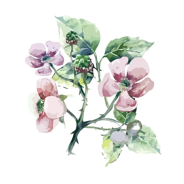 Fleur de mûre — Image vectorielle