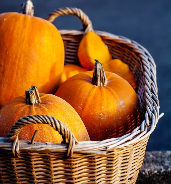 Calabazas — Foto de Stock