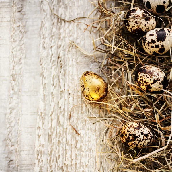 Gold Egg — Stock Photo, Image