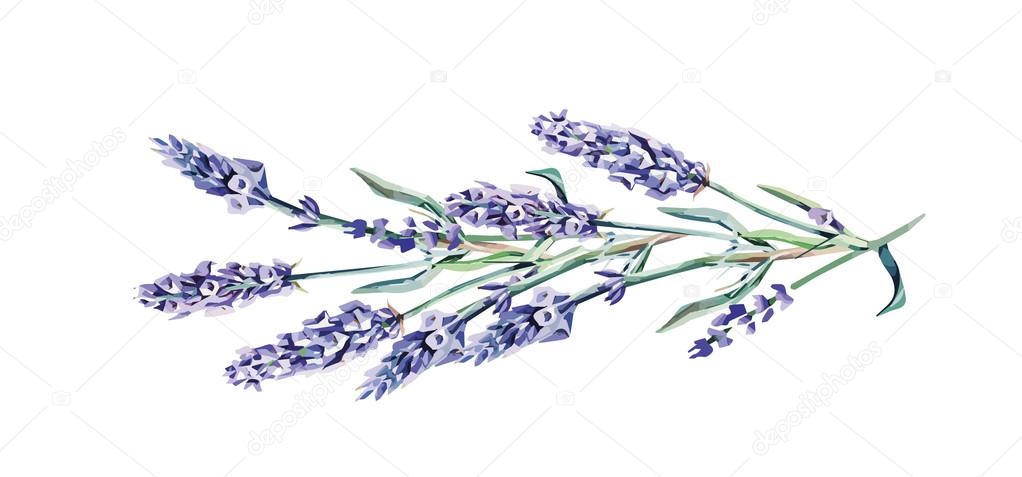 Lavender Twig Stock Photo by ©M.Grau 66958773