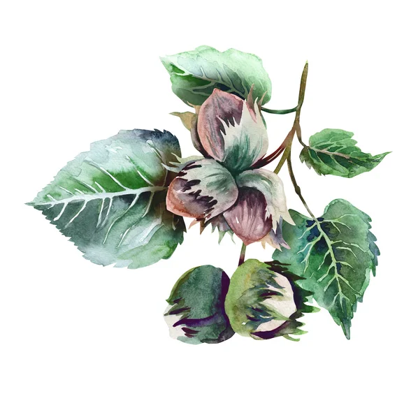 Watercolor Painting of  Nuts — Stock Photo, Image