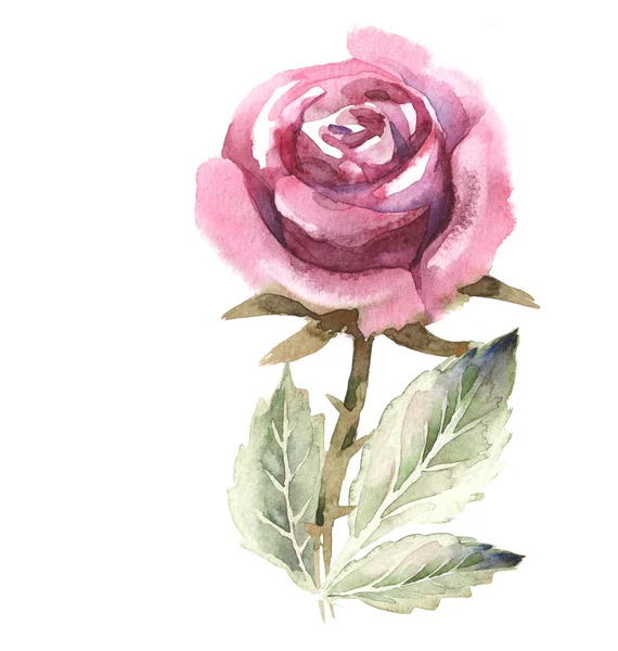 Watercolor Illustration of Pink Rose — Stock Photo, Image