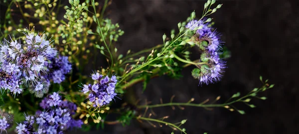 Фіолетові дикі квіти на темному тлі — стокове фото